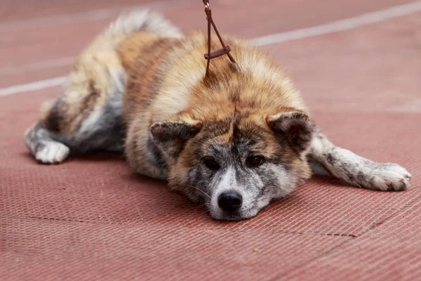 Порода собак akita inu — стоковое фото