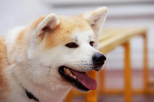 犬の品種秋田犬 — ストック写真