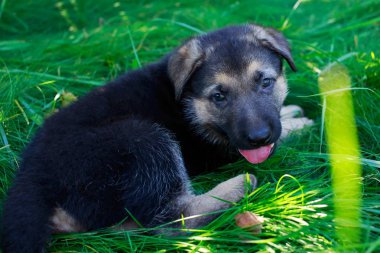 köpek doğurmak Alman çoban