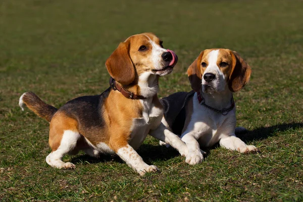Perros raza beagle —  Fotos de Stock