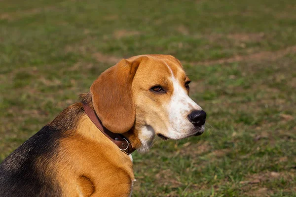 Kutya tenyészt beagle — Stock Fotó