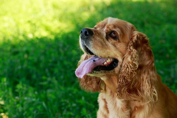 Dog breed American Cocker Spaniel — Stock Photo, Image