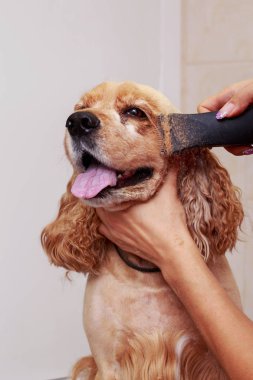 Köpek saç bakım
