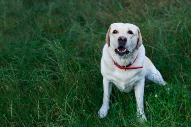 labrador köpek doğurmak