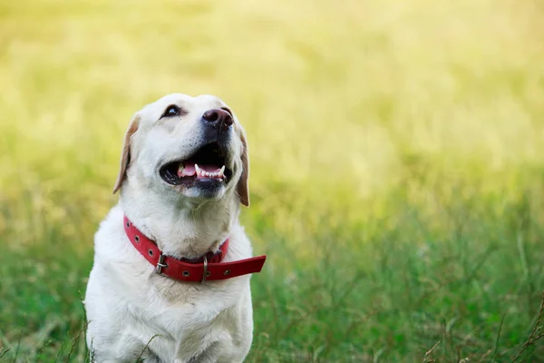 Hund rasen labrador — Stockfoto