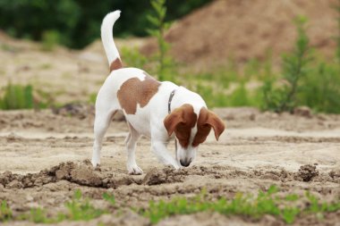 Jack Russell Terrier köpek