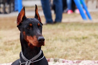 köpek doğurmak Doberman Pinscher 