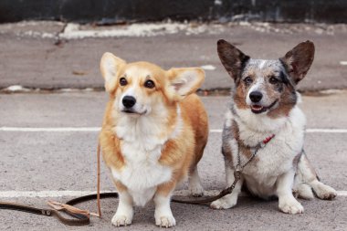 Galce Corgi köpek yetiştirmek