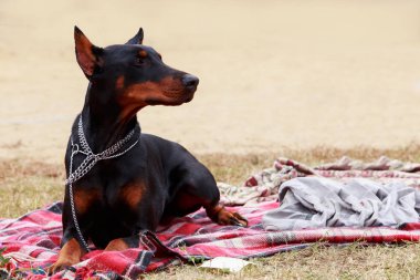 köpek doğurmak Doberman Pinscher 