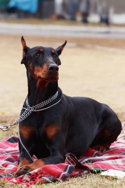 köpek doğurmak Doberman Pinscher 