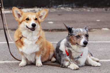 Galce Corgi köpek yetiştirmek