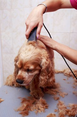 Köpek saç bakım