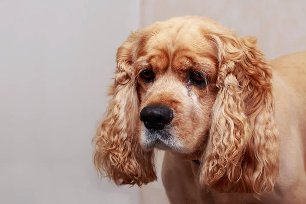 Toiletter les cheveux du chien — Photo