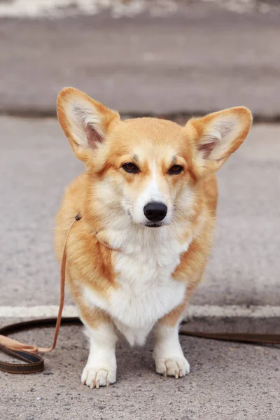 Raça cão galês corgi — Fotografia de Stock