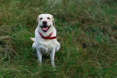 labrador köpek doğurmak