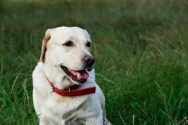 Raza de perro Labrador — Foto de Stock