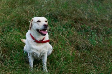 labrador köpek doğurmak