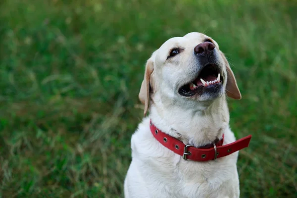 Rasa de câini Labrador — Fotografie, imagine de stoc