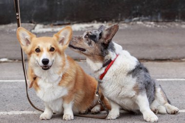 Galce Corgi köpek yetiştirmek