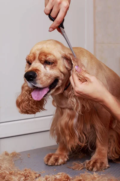 Toiletter les cheveux du chien Photos De Stock Libres De Droits