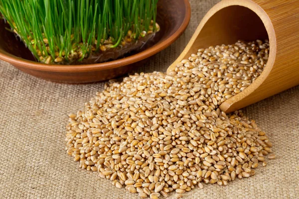 Klíčící pšeničná zrna — Stock fotografie