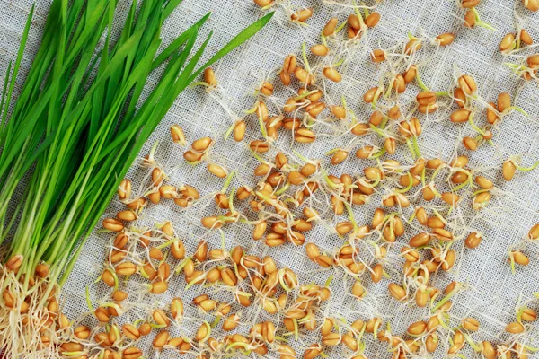 Зерна пшеницы — стоковое фото