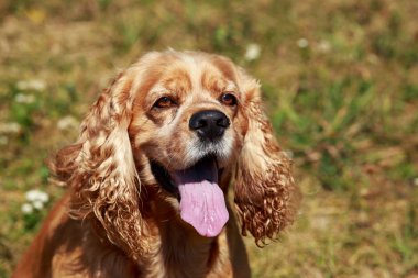 Amerikan Cocker Spaniel köpek doğurmak