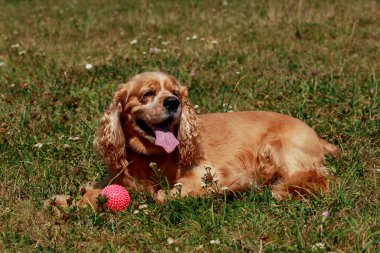 Amerikan Cocker Spaniel köpek doğurmak