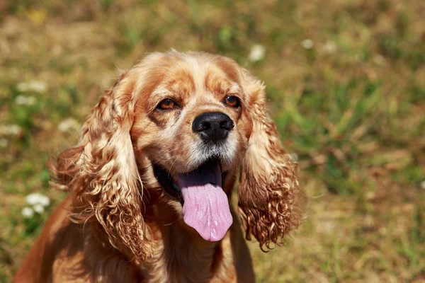 Race de chien American Cocker Spaniel — Photo