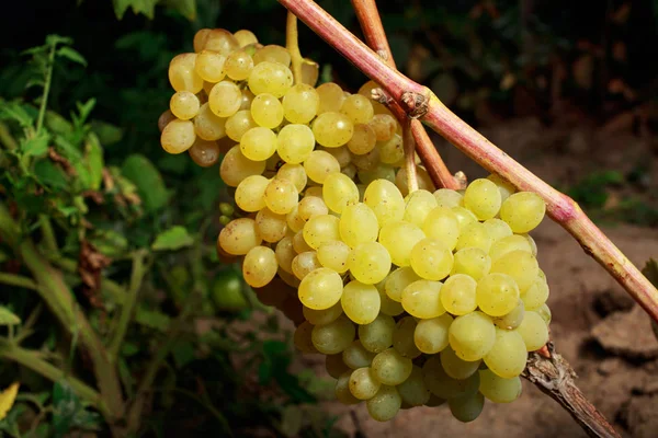 Ramo de uvas maduras —  Fotos de Stock