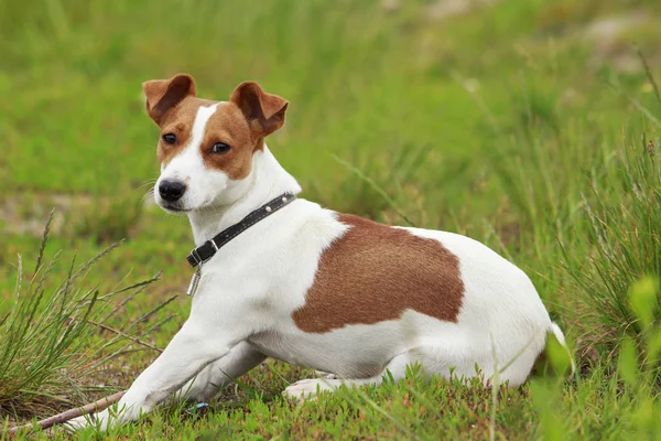 A Jack Russell Terrier kutya — Stock Fotó