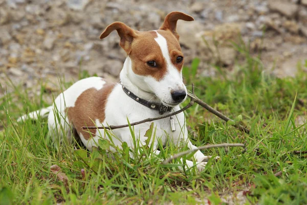 The Jack Russell Terrier dog — Stock Photo, Image