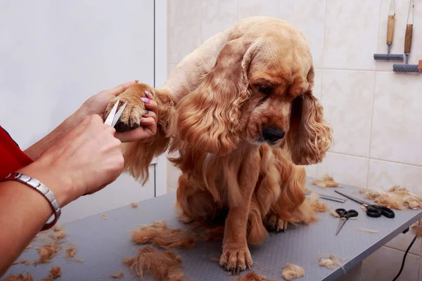 Grooming the hair of dog — Stock Photo, Image