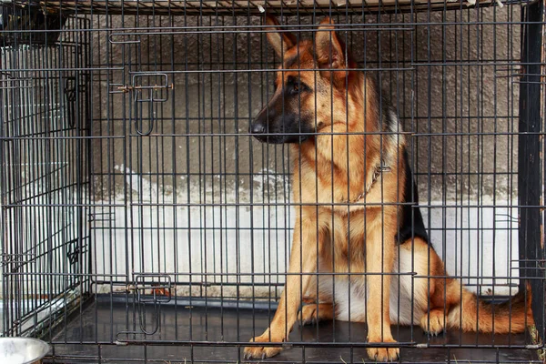 Raça cão pastor alemão — Fotografia de Stock