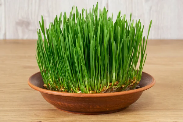 stock image Green wheat sprouts