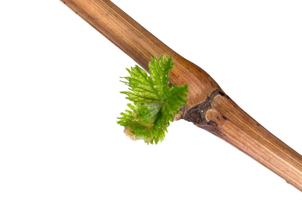 Sprout of grapes — Stock Photo, Image