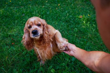 Amerikan Cocker Spaniel köpek doğurmak