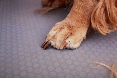 Köpek saç bakım
