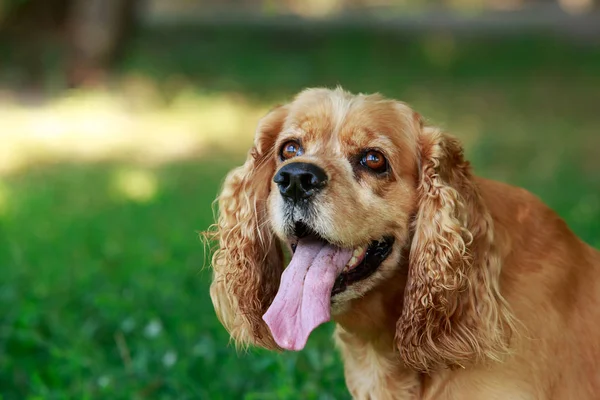 Cane razza americano Cocker Spaniel — Foto Stock