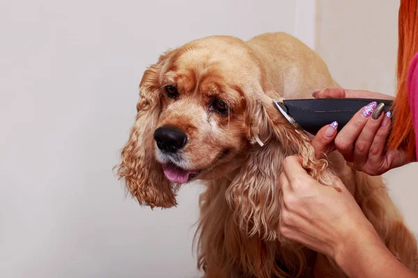 Grooming the hair of dog — Stock Photo, Image