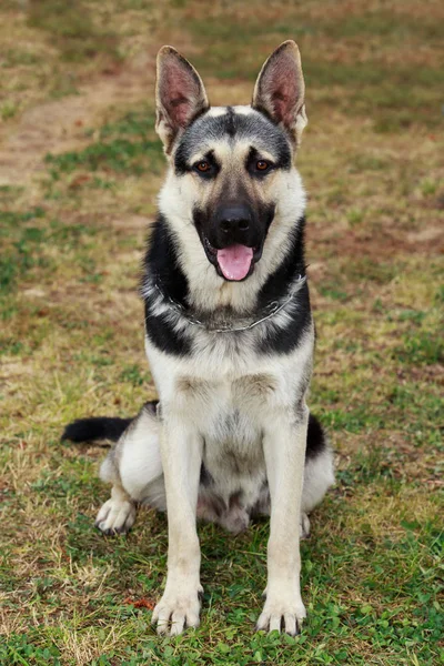 Dog breed German Shepherd — Stock Photo, Image