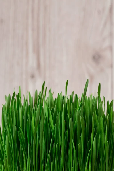 Kiełki pszenicy zielonej — Zdjęcie stockowe