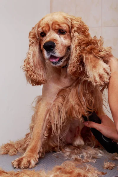 Aseo el pelo de perro —  Fotos de Stock