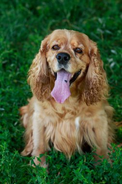 Amerikan Cocker Spaniel köpek doğurmak