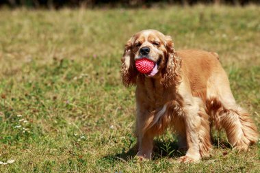 Amerikan Cocker Spaniel köpek doğurmak