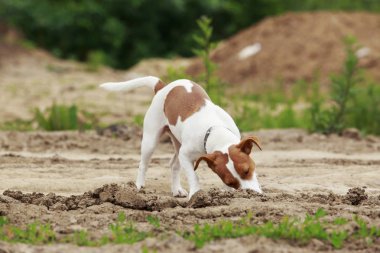 Jack Russell Terrier köpek