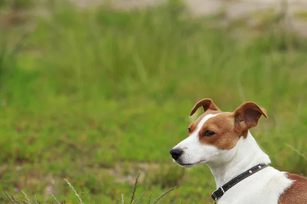 El perro Jack Russell Terrier —  Fotos de Stock
