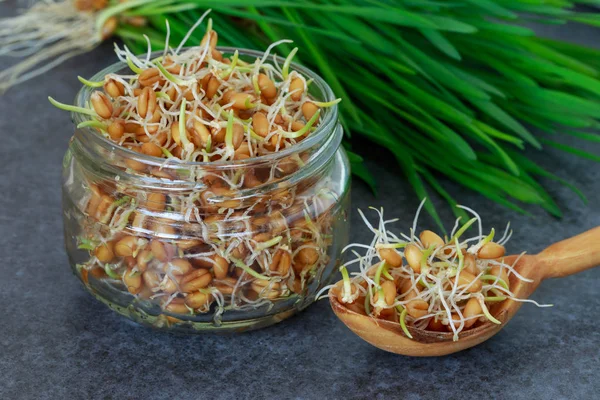 Germinated buğday taneleri