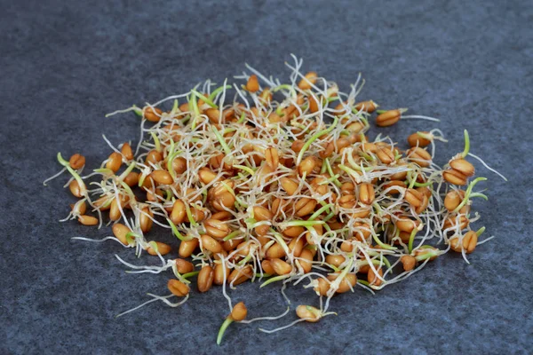 Cereali di frumento germinato — Foto Stock