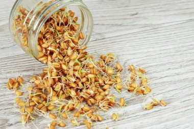 Germinated buğday taneleri